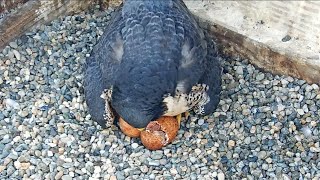 Cal Falcons: Annie \& Archie's first chick hatches 🐣 Congrats all around! 🥳2024 Apr 22