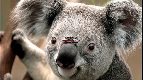 Biggest Object Show Ever - We