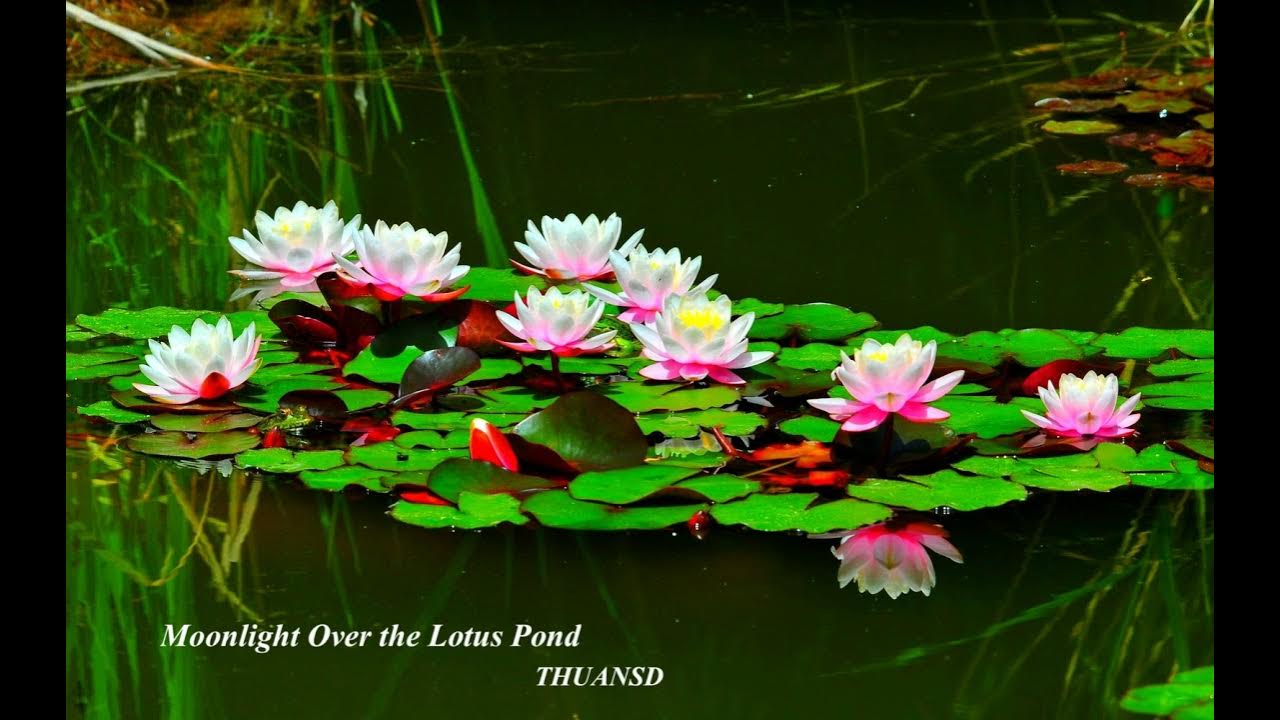 Moonlight Over the Lotus Pond "Ánh trăng trong ao sen" Moonlight Over the Lotus Pond "Ánh trăng trong ao sen"
