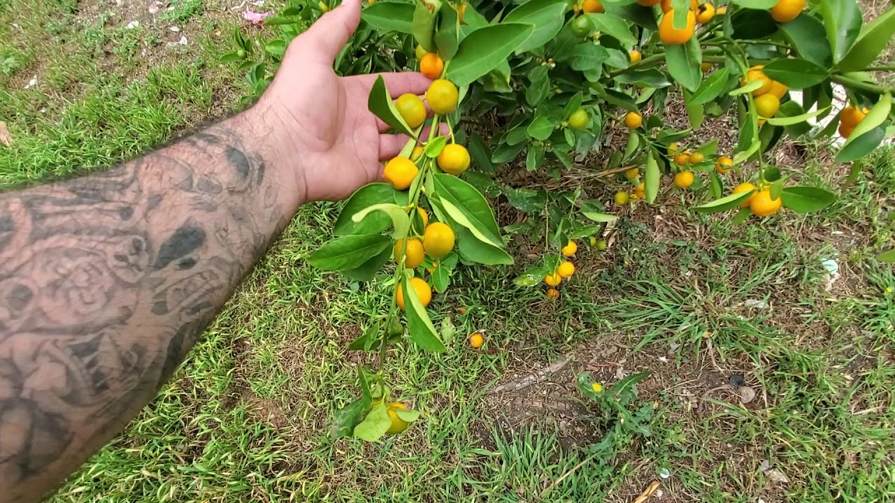 Calamansi Tree Growing Perfect in Ground YouTube