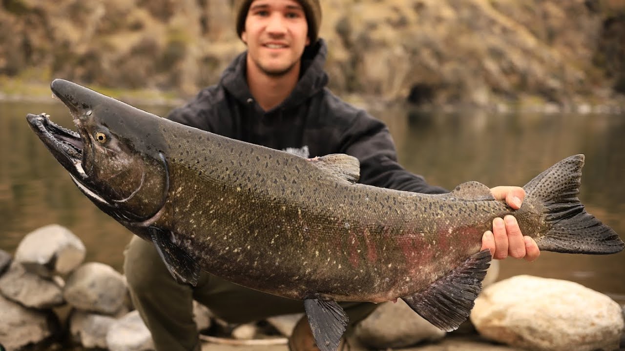 Chinook salmon in Idaho! (Salmon Fishing Riggins ID) YouTube