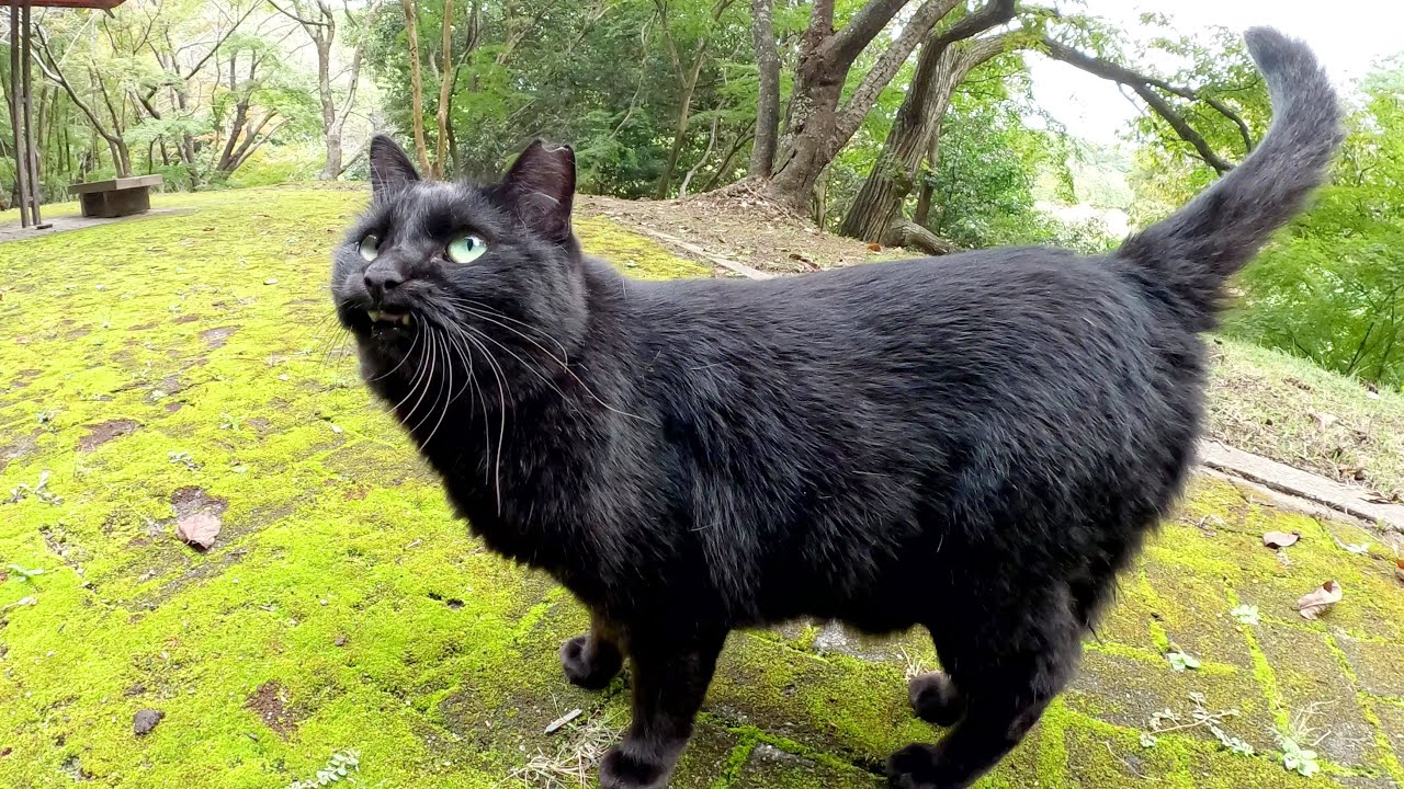 A black cat meows cutely as it walks around my legs - YouTube