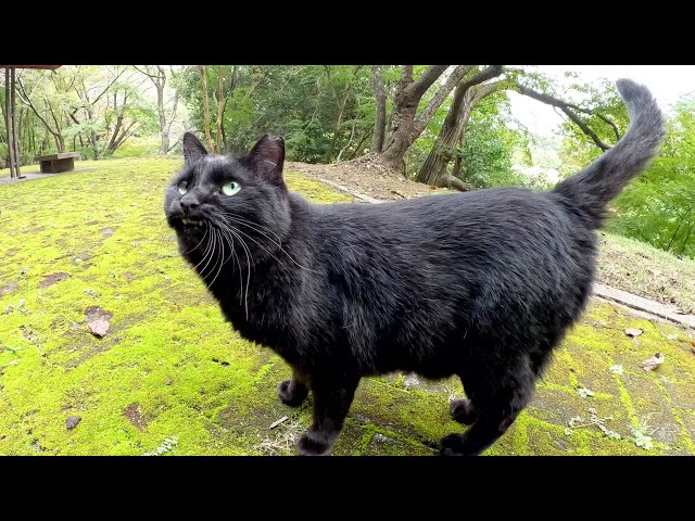 黒猫アイランド マーケットのニャ術師 キャットルズ 黒猫