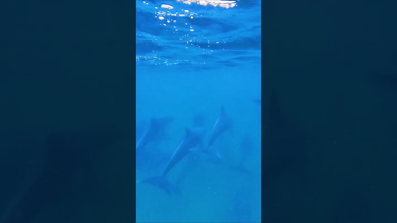 Cruise Along with some Byron Bay  Dolphin's 🧘‍♀️🐬