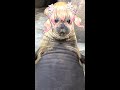 How to make a Nene Seal Angry【桃鈴ねね/MomosuzuNene】