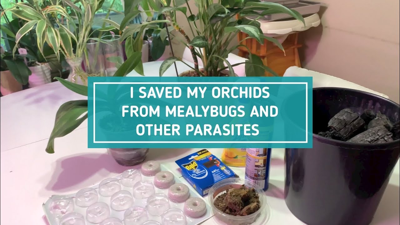 The BEST Way of Getting Rid of Fungus Gnats( Works 100%) - YouTube