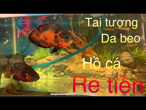 Video CHO CÁ TAI TƯỢNG DA BEO ĂN | HỒ CÁ RẺ TIỀN | CHIỂU... - youtube