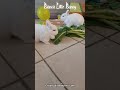 🐰💚 Bianca vs Neve: chi fa il crunch più soddisfacente? 😍