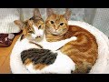 お久しぶり更新-Update video.【Uzu&Nene channel】ウズネネチャンネル