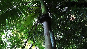 The Snake Catcher - Carpet Python Climbing straight up Palm Tree!