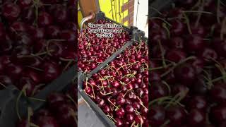 Черешня Азербайджанская