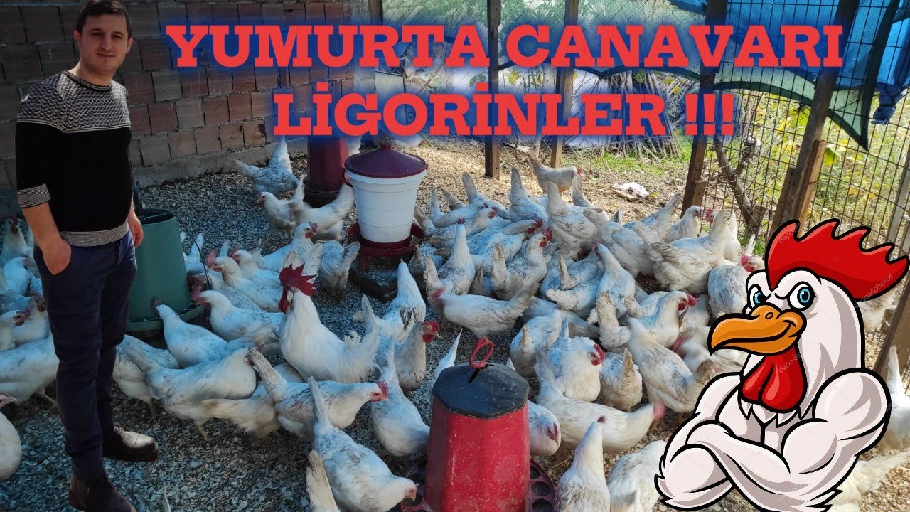 130 TAVUK AYDA NE KADAR PARA KAZANDIRIR?! 