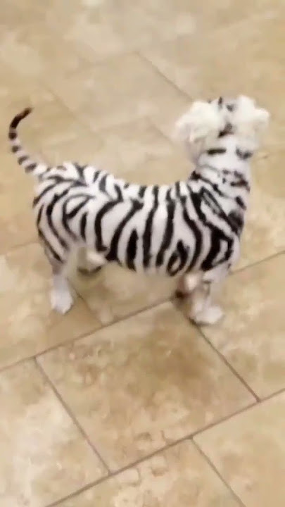 🔴 Perkawinan Silang Antara Harimau Putih dan Anjing #shorts