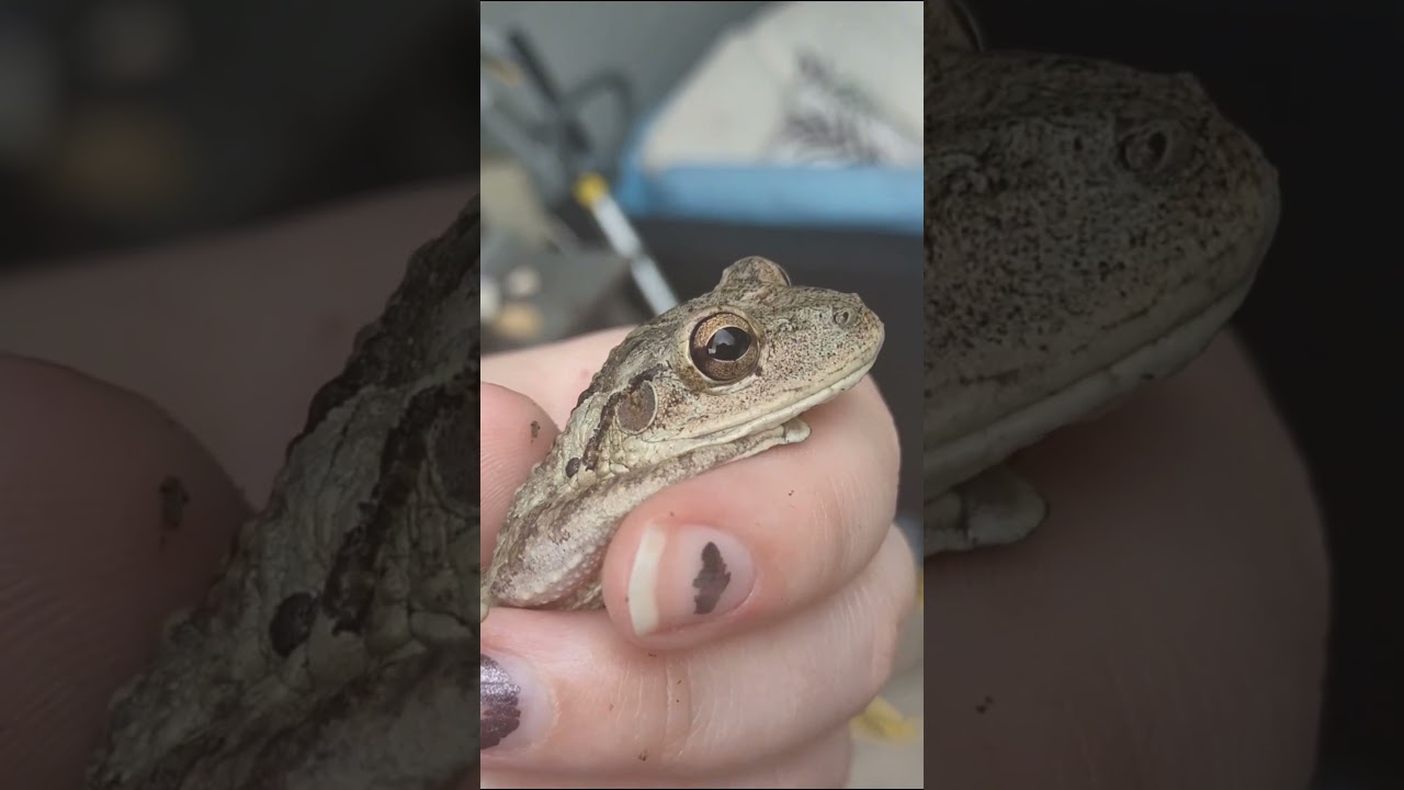 Huge cuban tree frog 