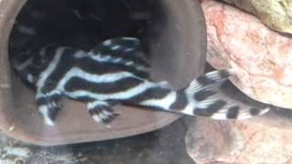L173 Pleco