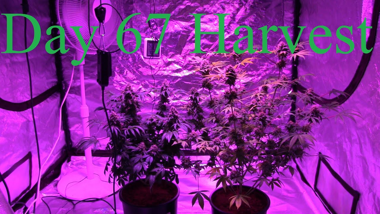 AK47 Pinewalker Hooah Day 67 Harvest