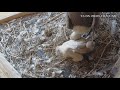 Baby Griffon vulture feeding in the nest