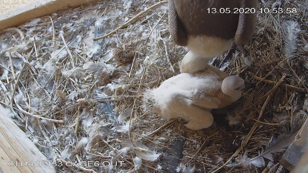 Baby Griffon vulture feeding in the nest