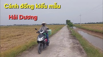 Cánh đồng lúa chín kiểu mẫu đẹp nhất Hải Dương