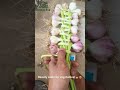 💅Beauty salon for Garlic ! 🧄 Who knew food prep could be this beautiful? 😍 #farmhacks #satisfying