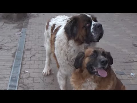 Vidéo: Raisons Chiens Mordent Leurs Bas