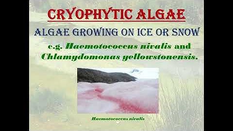 Algae of unusual habitats ## Dr. Nisha Verma