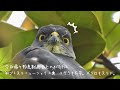 0417【猛禽類ツミのメス】コゲラが巣穴に【身近な生き物語】今日撮り野鳥動画まとめ　初ツミ、コゲラ在宅、メジロも✨