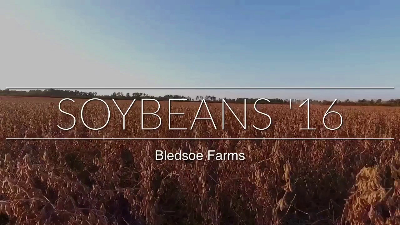 South Soybean Harvest 2016 YouTube