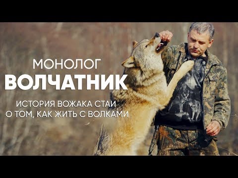 Вожак стаи волков: #монолог о том, как жить с дикими зверями