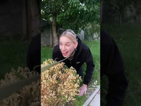 Мысли собаки