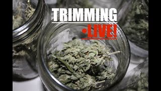 Highly Active Live Stream