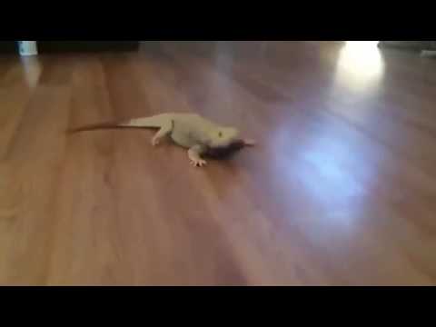 Lizard Running Meme / Vine