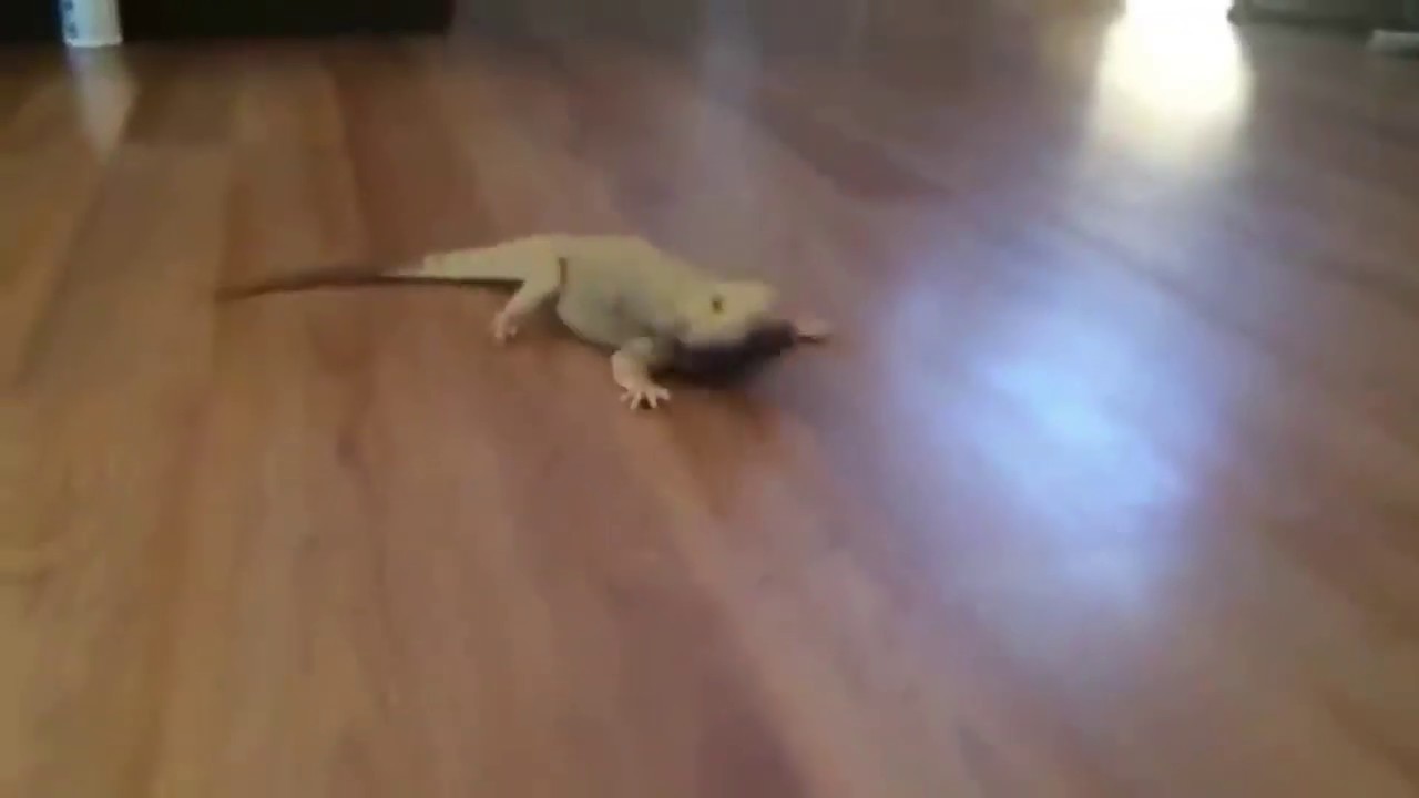 Lizard Running Meme / Vine YouTube