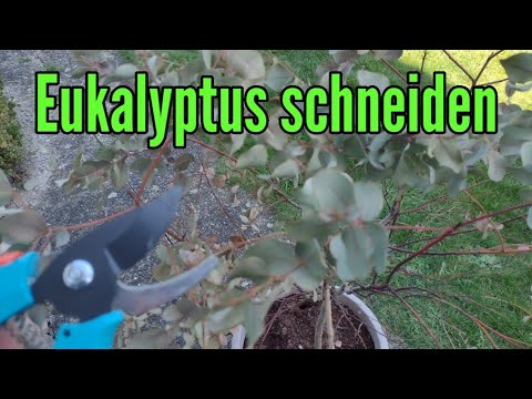 Eukalyptus schneiden im Frühjahr radikal Rückschnitt vom Eukalyptusbaum