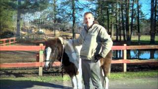 Indian Hackamore