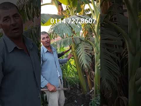 معلومات عن زراعة الموز المغربي مع المعلم طارق ابو شربه