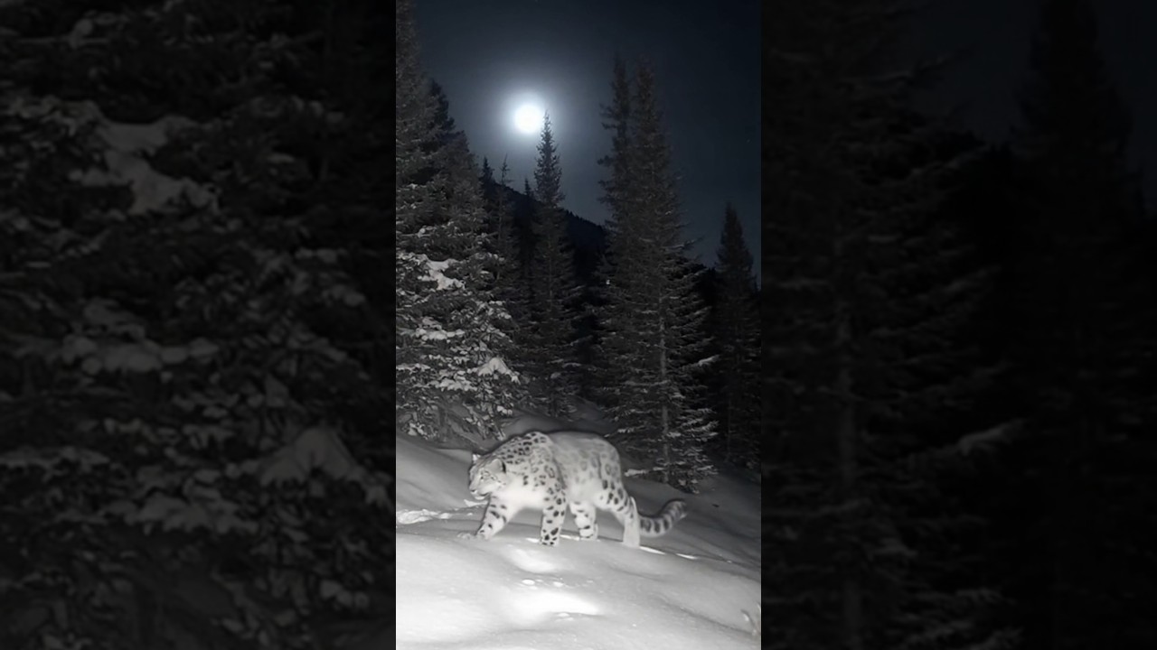 Incredible Snow Leopard Sighting at Night 
