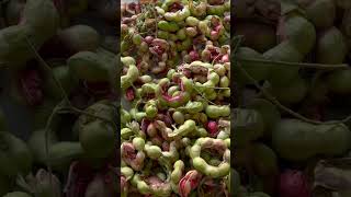 Conocen los Guamúchiles O Pinzanes, pura vitamina P2 ¿Y tu como los conoces? #viral #fyp #p2