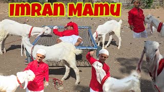Mamu Laye Nachne Gaane Wale English Bolne Wale Hansa Bakre | Top Quality Hansa Goats | Hansa King.
