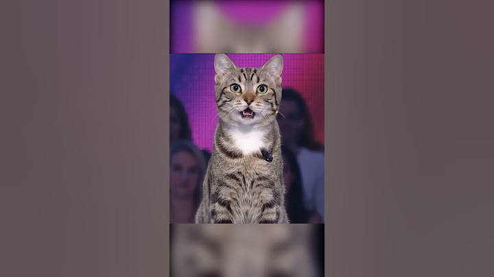 J'ai participé aux douze coups de midi...  #ia #chat #veo3 #humour #veo3shorts