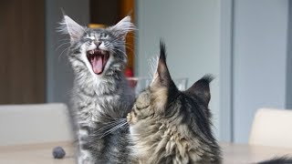 Ziko the Maine Coon Cat and Cute Baby Kitten Ayla meeting for the First Time: Funny Maine Coon Ziko