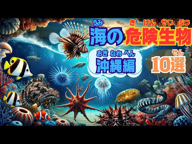 Top 10 Dangerous Creatures in Okinawa's Ocean] Explaining the