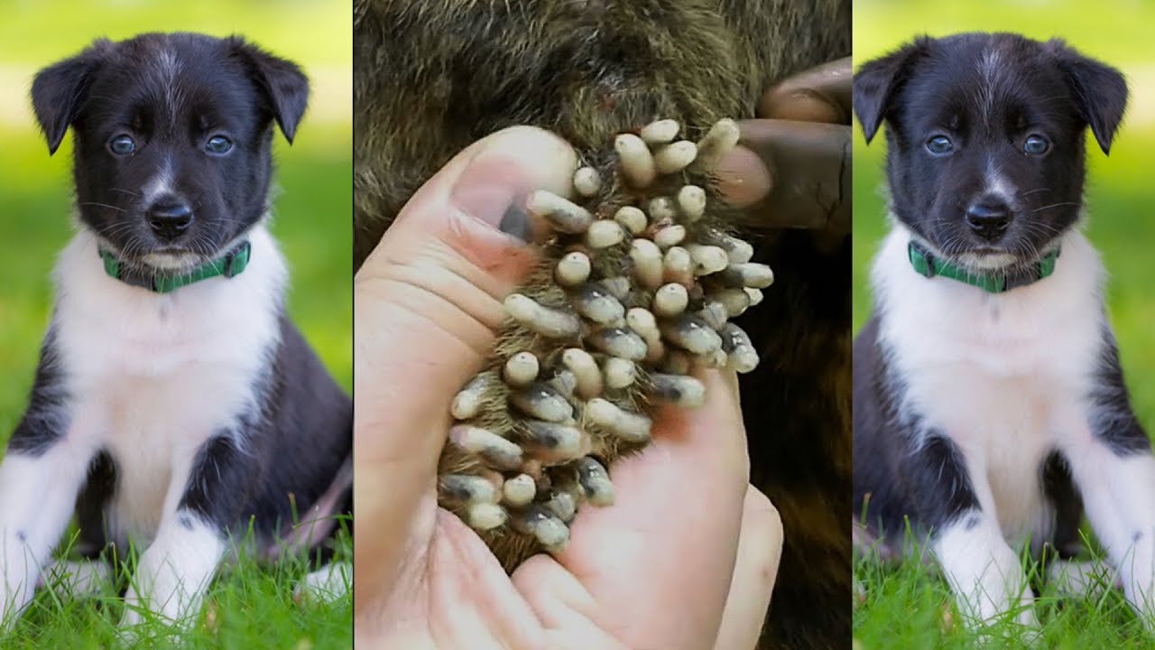 Dog Mangoworms Removal Compilation Botfly Removal YouTube dog-mangoworms-removal-compilation-botfly-removal-youtube