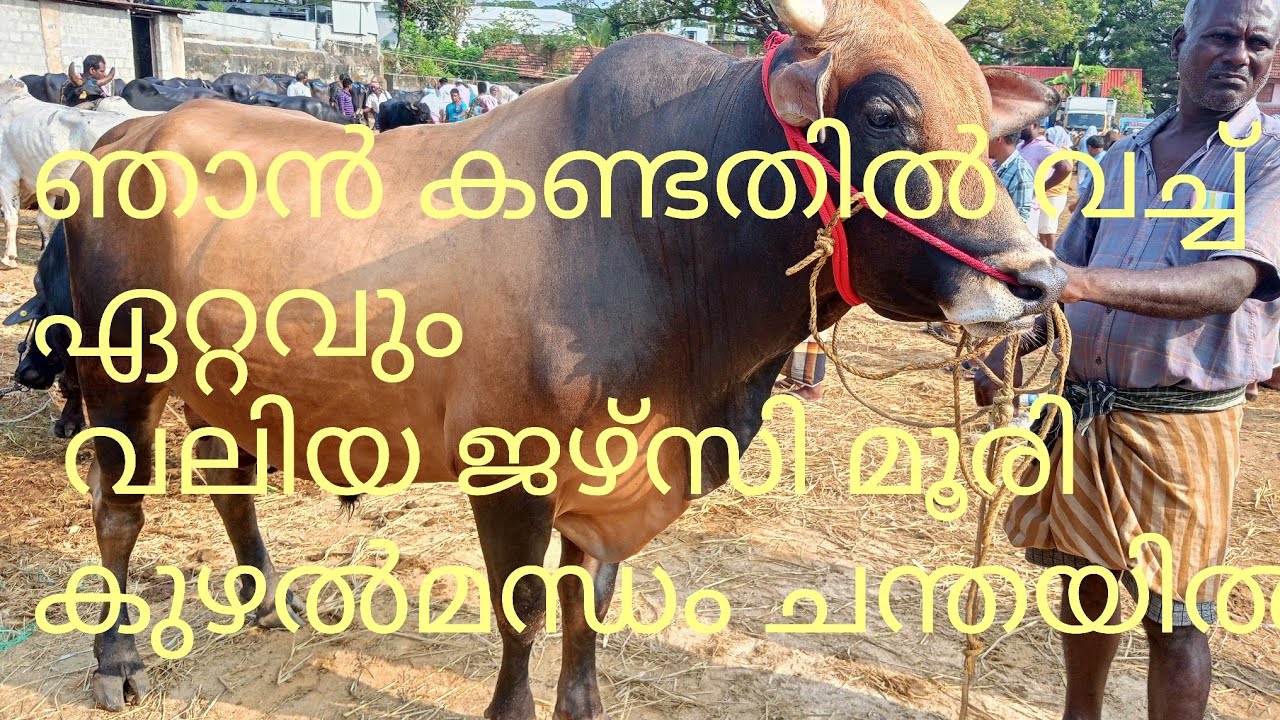 1.4.2023ശനി കുഴൽമന്ധം ചന്ത /kuzhalmannam Cattle Market