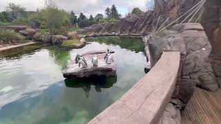 Watching the Penguins