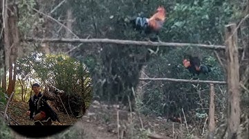 วันนี้ไปต่อไก่ป่าเขาดีมากแต่ยีงได้เเมวป่า dib qaib qus tau zoo nkawg tab sis