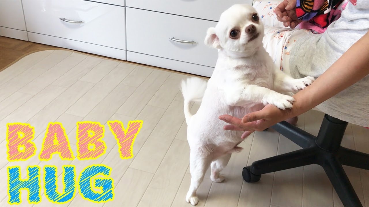 チワワ動画 赤ちゃんみたいに抱っこをおねだりする犬 チワワの広場