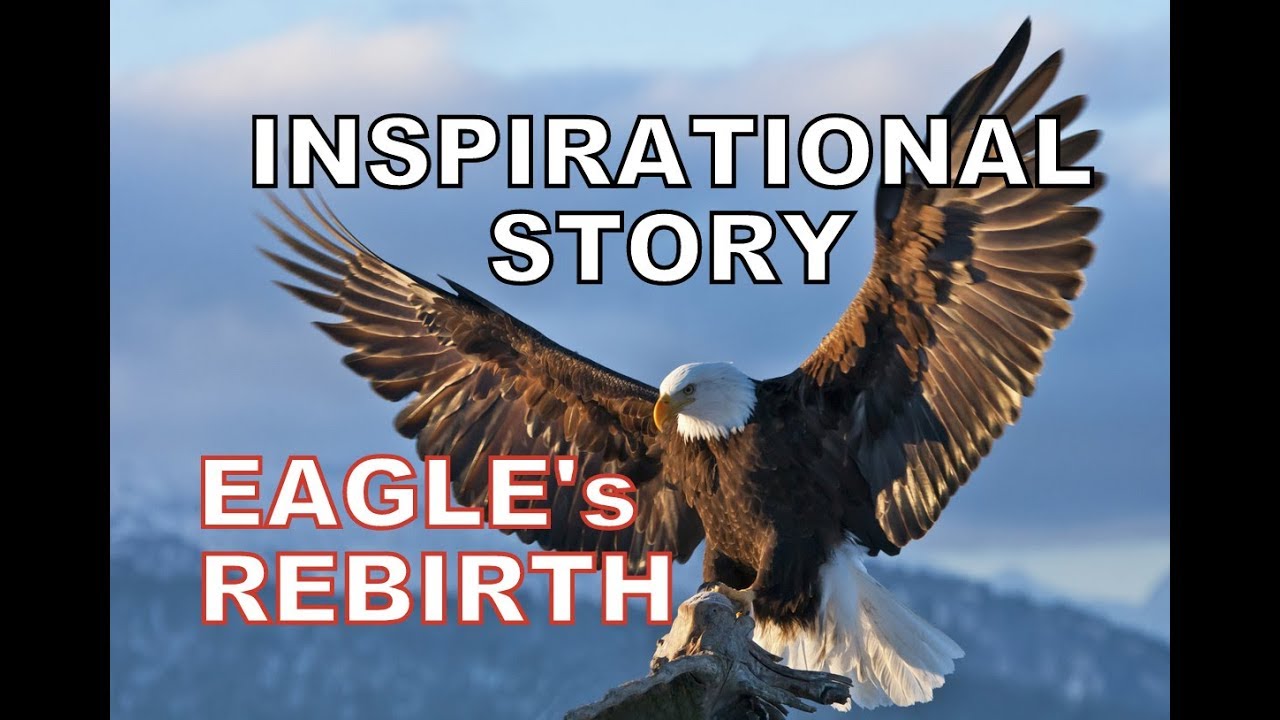 Story of an EAGLE The Rebirth Powerful and Inspirational video YouTube