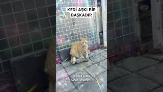 Bir Kedinin Mırmırı Vücudunuzdaki Olumsuz Enerjiyi Tümü Ile Yok Eder. Ve Pozitif Enerji Yükler