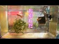 【アクアリウム】グッピー飼育　#10 新たなペアの準備